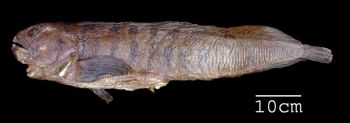 Media type: image; Ichthyology 12483